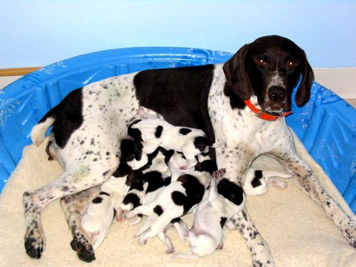 Delta and her 2006 litter at 3 days