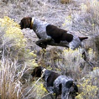 2002 Buck, Cody & Mocha on chukar