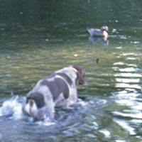 versatile retrieving-decoys