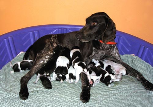 Gracie and her litter at 7 days