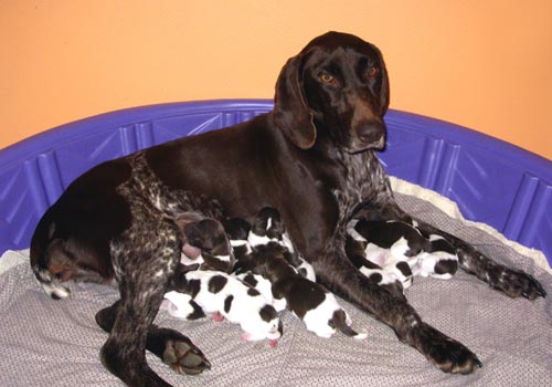 Gracie and her second litter at 1 day