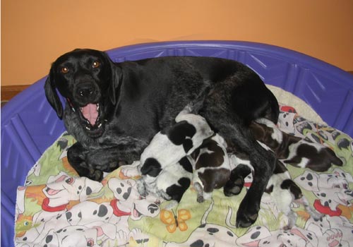 Piper and her first litter